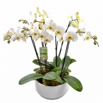 Aranjament Orhidee Phalaenopsis in ghiveci