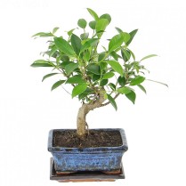Bonsai la ghiveci de interior