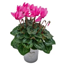 Cyclamen planta la ghiveci