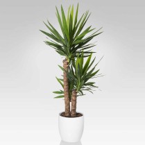 Yucca Elephantipes planta naturala de interior