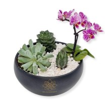 Aranjament cu plante suculente si phalaenopsis