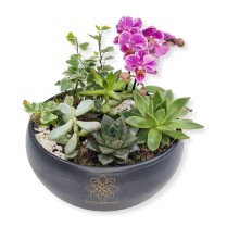 Vas cu hedera phalaenopsis si plante suculente