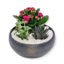Kalanchoe si plante suculente in vas