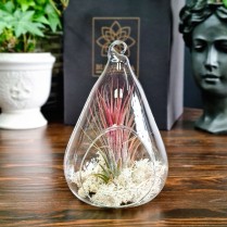 Tillandsia - planta aeriana in bol de sticla