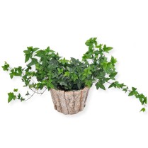 Planta Hedera la ghiveci