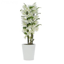 Orhidee dendrobium planta floare in ghiveci