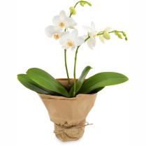 Phalaenopsis la ghiveci