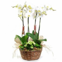 Cos cu phalaenopsis si kalanchoe