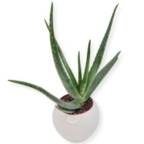 Aloe vera in ghiveci