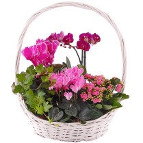 Cos cu orhidee kalanchoe cyclamen si hedera