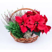 Cos cu Euphorbia / Poinsettia / Craciunita, Tuia si Calluna la ghiveci