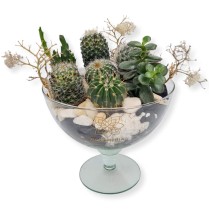 Vas de sticla cu cactusi si plante suculente