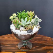 Plante suculente si cactusi in vas de sticla cu picior