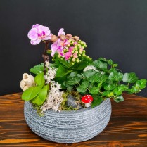 Vas de piatra cu plante phalaenopsis si muschi natural stabilizat