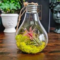 Tillandsia planta aeriana in bec de sticla
