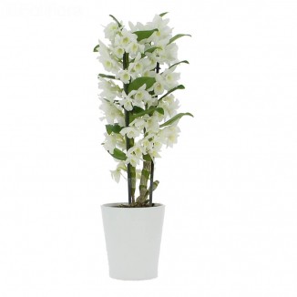 Orhidee dendrobium planta floare in ghiveci