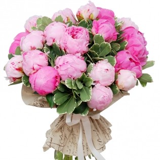 Buchet 19 bujori roz cu pittosporum