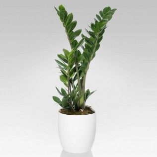 Zamioculcas planta naturala in ghiveci de interior