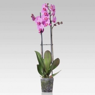 Orhidee Phalaenopsis planta la ghiveci