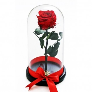 Trandafir criogenat rosu in cupola medie de sticla ieftin Bucuresti Livrare gratuita