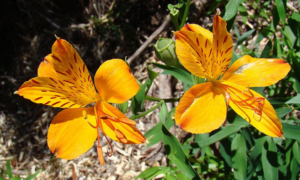 alstroemeria aurea
