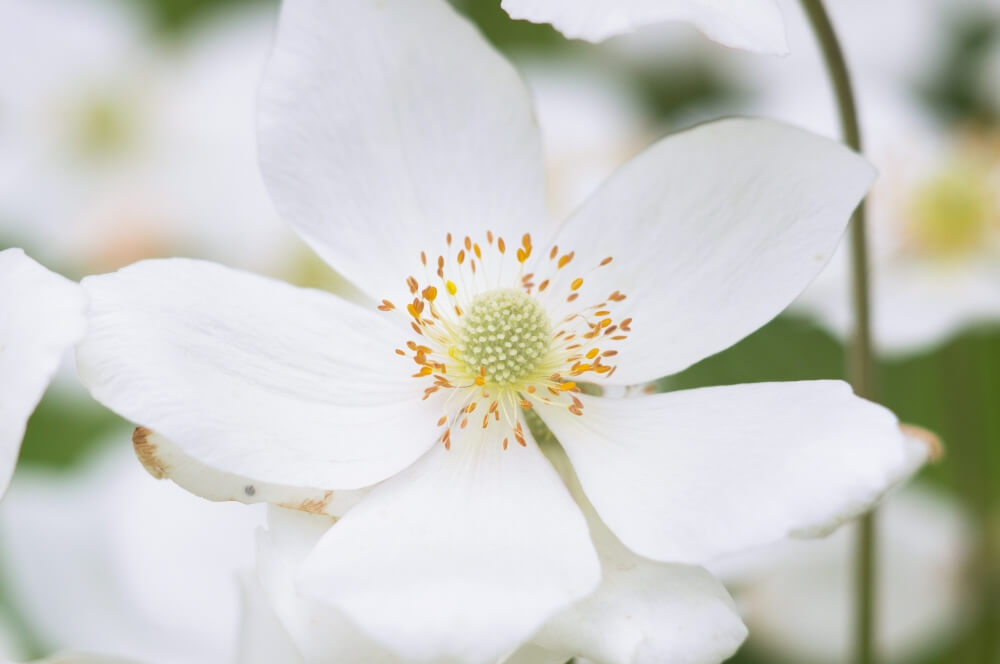anemone japoneze in gradina curte