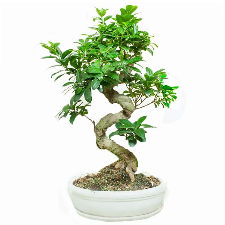 Bonsai  ingrijire, taiere si fertilizare