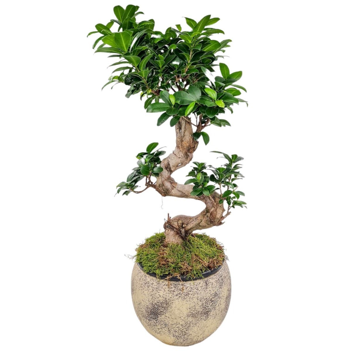 bonsai ingrijire necesar apa udare
