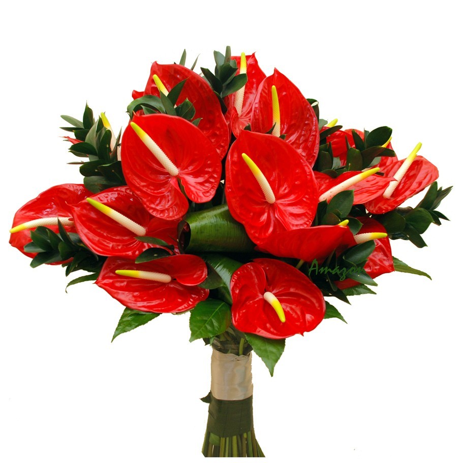 Anthurium - ghid complet de ingrijire, cultivare, udare, inmultire si daunatori