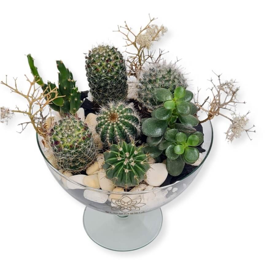 idee cadou cu plante suculente Bucuresti Ilfov