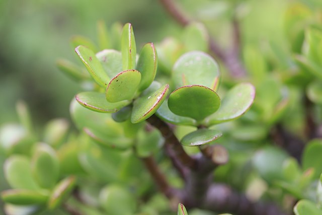 Crassula ovata (planta de jad)