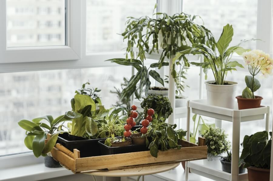 microclimatul din interiorul casei in timpul iernii pentru plante si flori