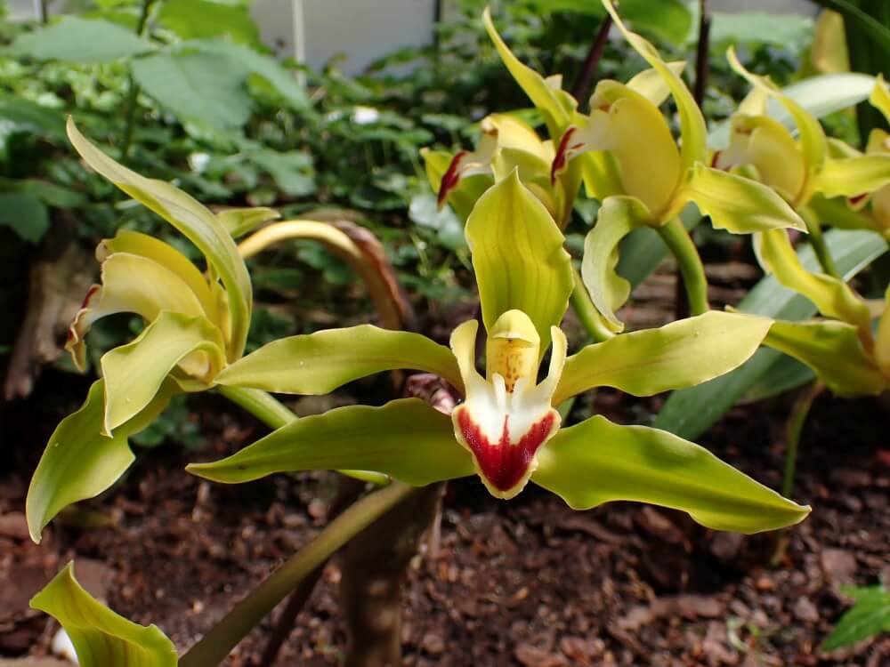 cymbidium fertilizare hranire crestere substrat sol