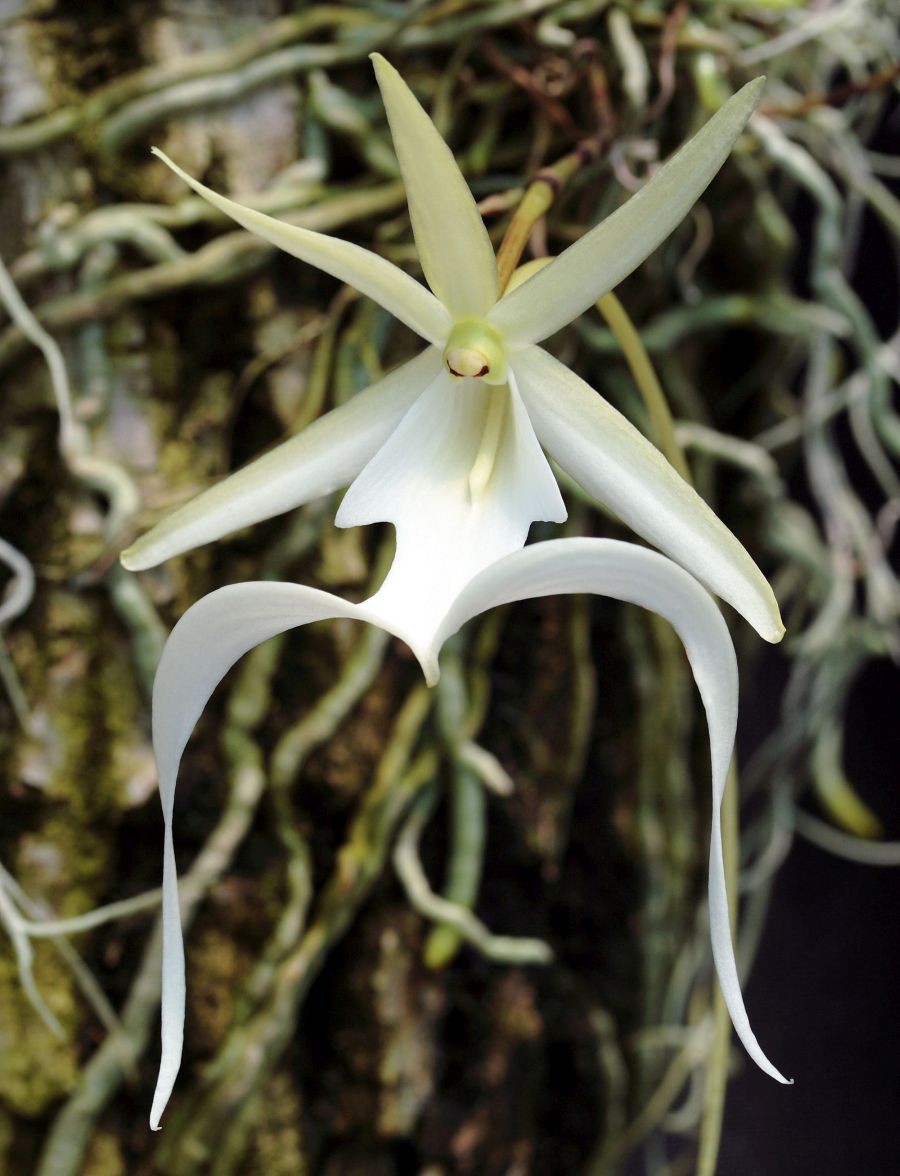 Orhideea fantoma Dendrophylax lindenii