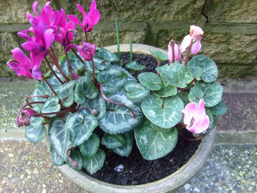 Ingrijirea plantei Cyclamen in ghiveci