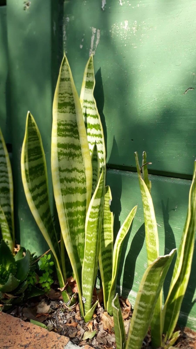 tehnici  si metode de inmultire a dracaena