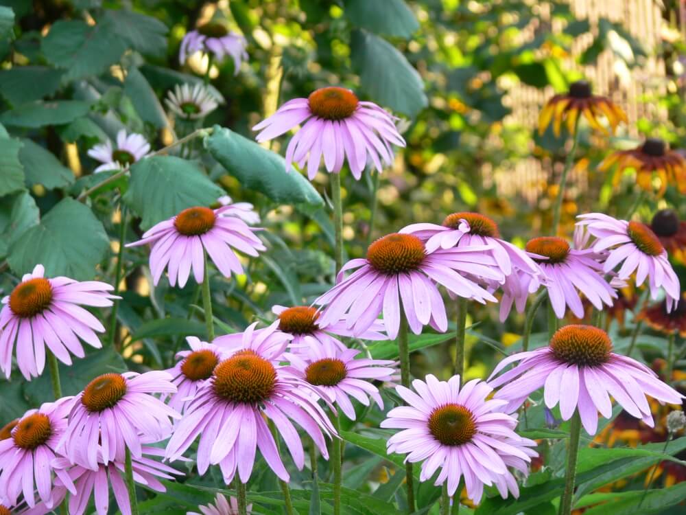 echinacea in cultiva gradina