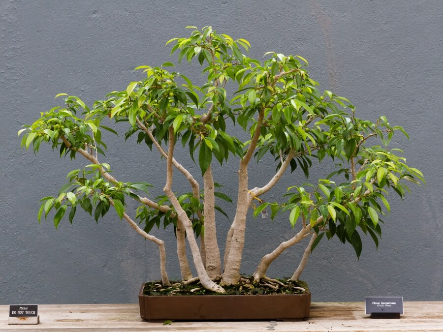 solul pamantul ingrasaminte fertimizare ficus benjamina