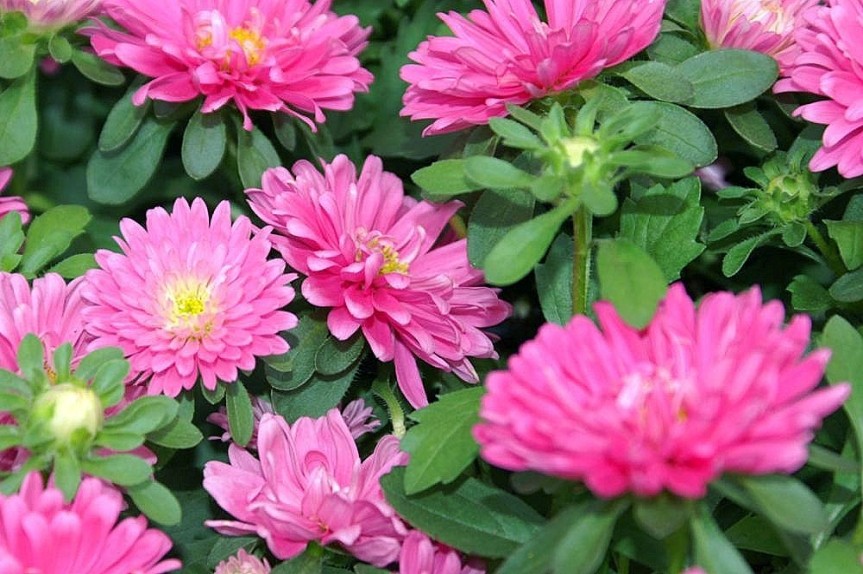 aster ochiului boului pitic