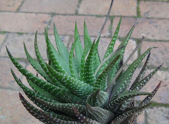 Haworthia fasciata (Planta zebra)