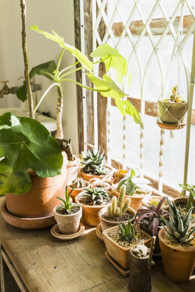 importanta luminii pentru florile si plantele de apartament interior casa