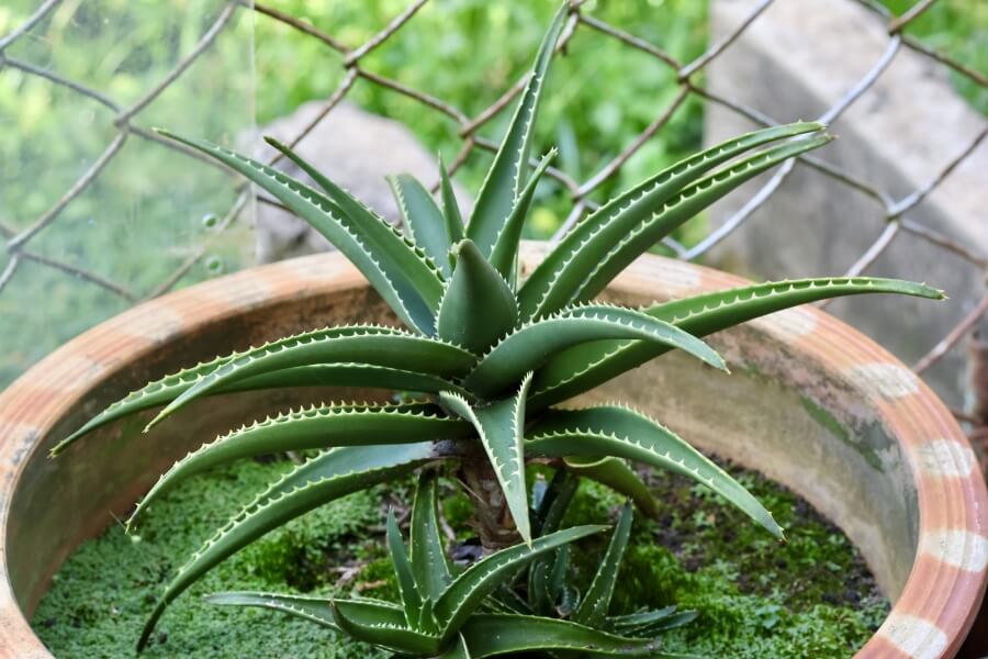 Ingrijirea si cresterea minunatei plante Aloe Vera