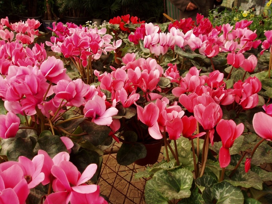 Ingrijirea Cyclamen in ghiveci - Ghid complet pentru iubitorii de plante
