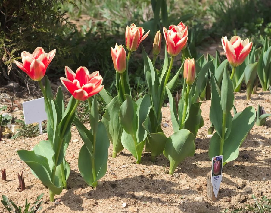 specie lalele tulipa fosteriana