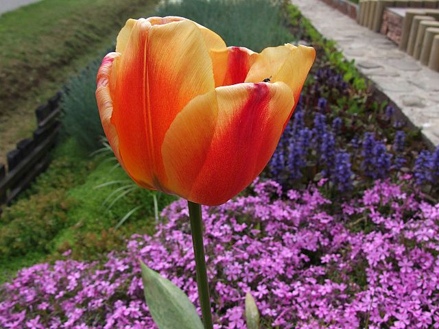 lalele tulipa gesneriana
