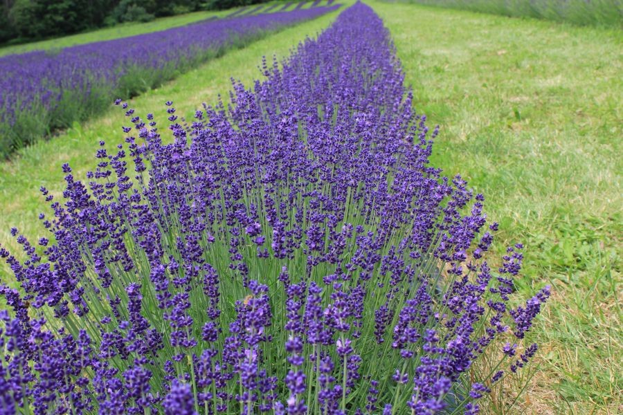 lavanda si aromaterapia