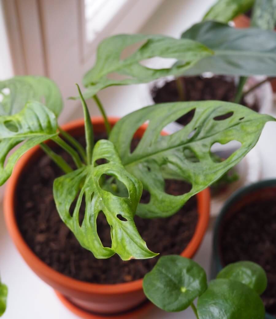 inmultirea plantei specii si soiuri