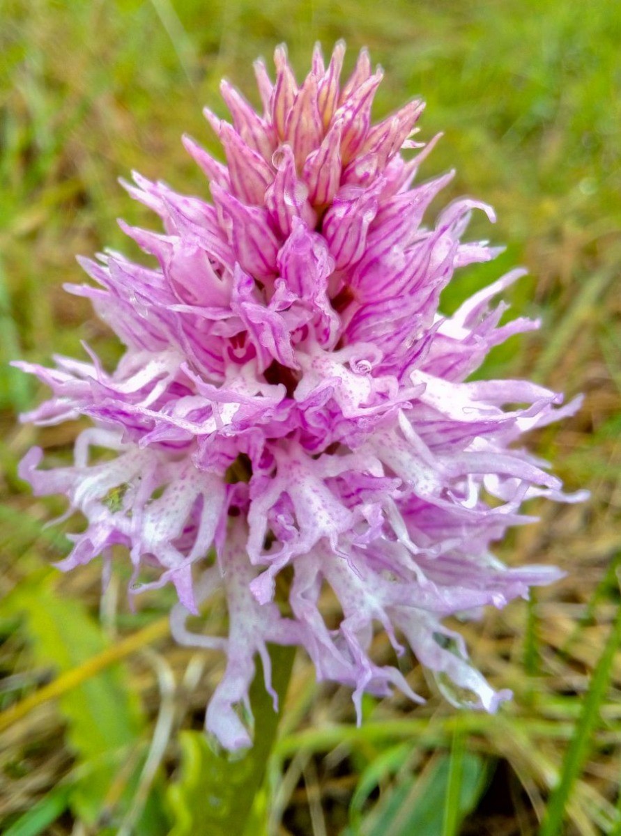 Orchis Italica Orhideea Italiana