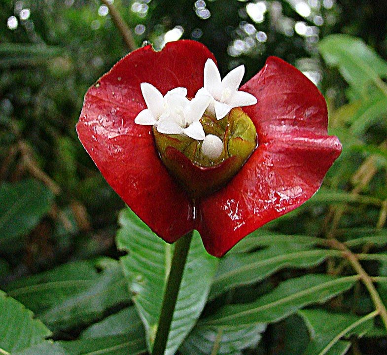 Palicourea elata
