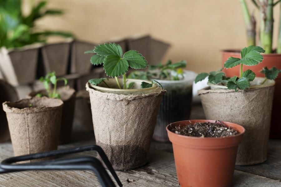 preventia bolilor si daunatorilor la plantele in ghiveci